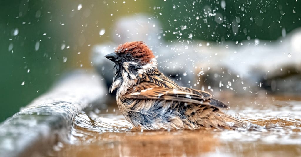 Refreshing Water Feature Accents, Bird Bath